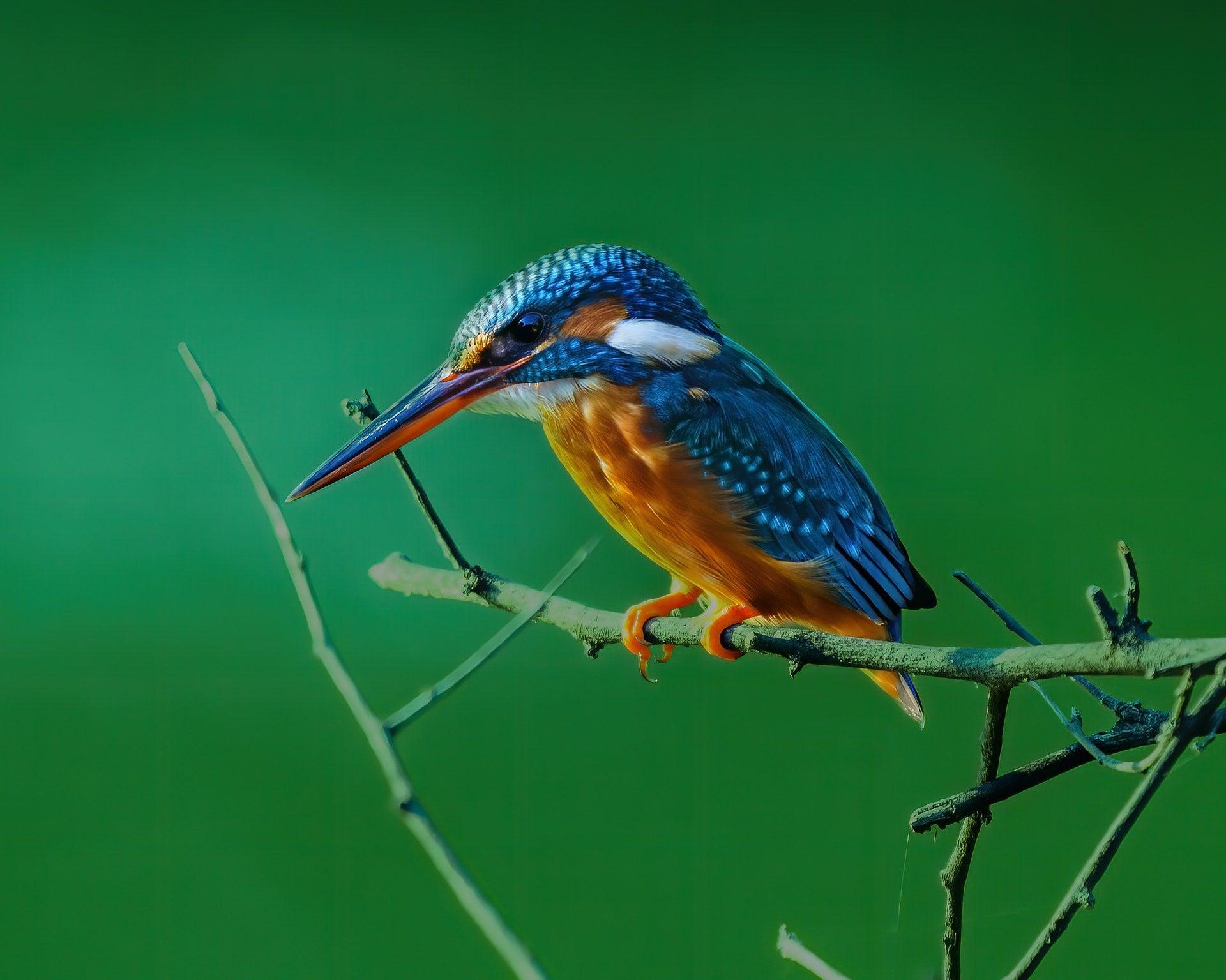 Kingfisher close up by Sachin Nihcas | Pexels