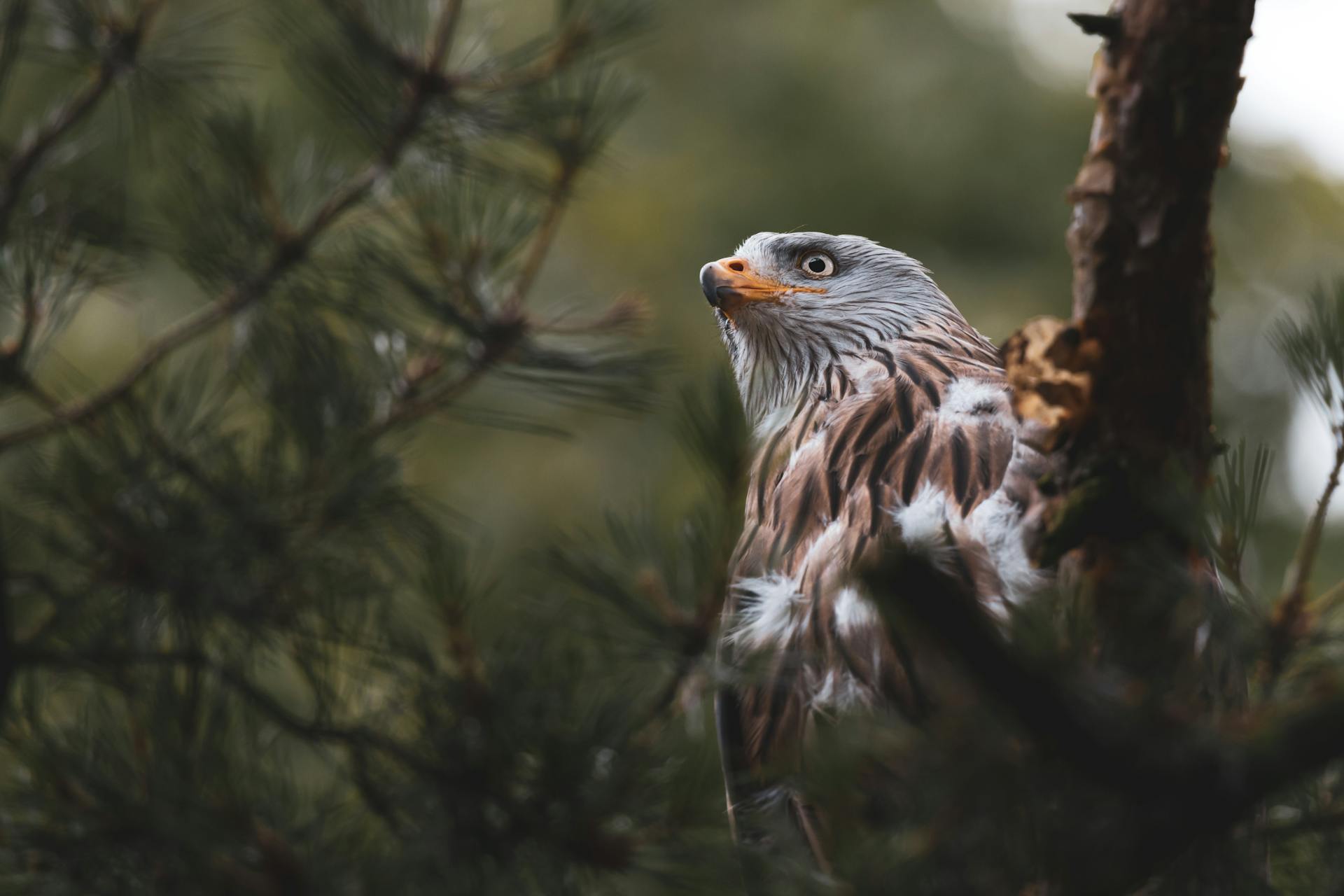 Bird Photography Essentials for Beginners | Hawk photo by  Vincent Janssen